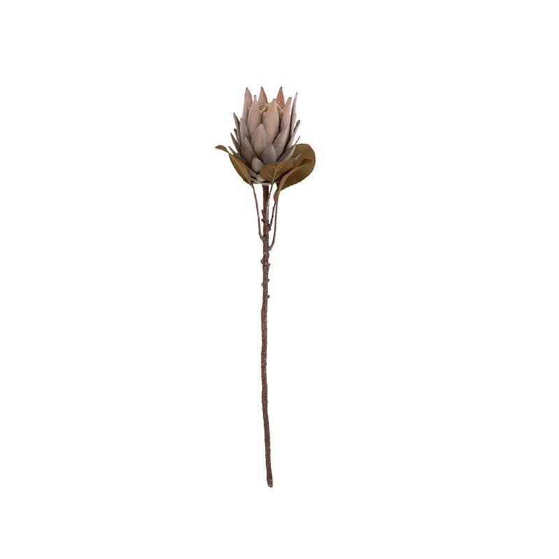 Protea stilk 72 cm